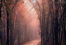 壹号娱乐：WTT球星挑战赛金奈站：张本智和无缘男单八强.